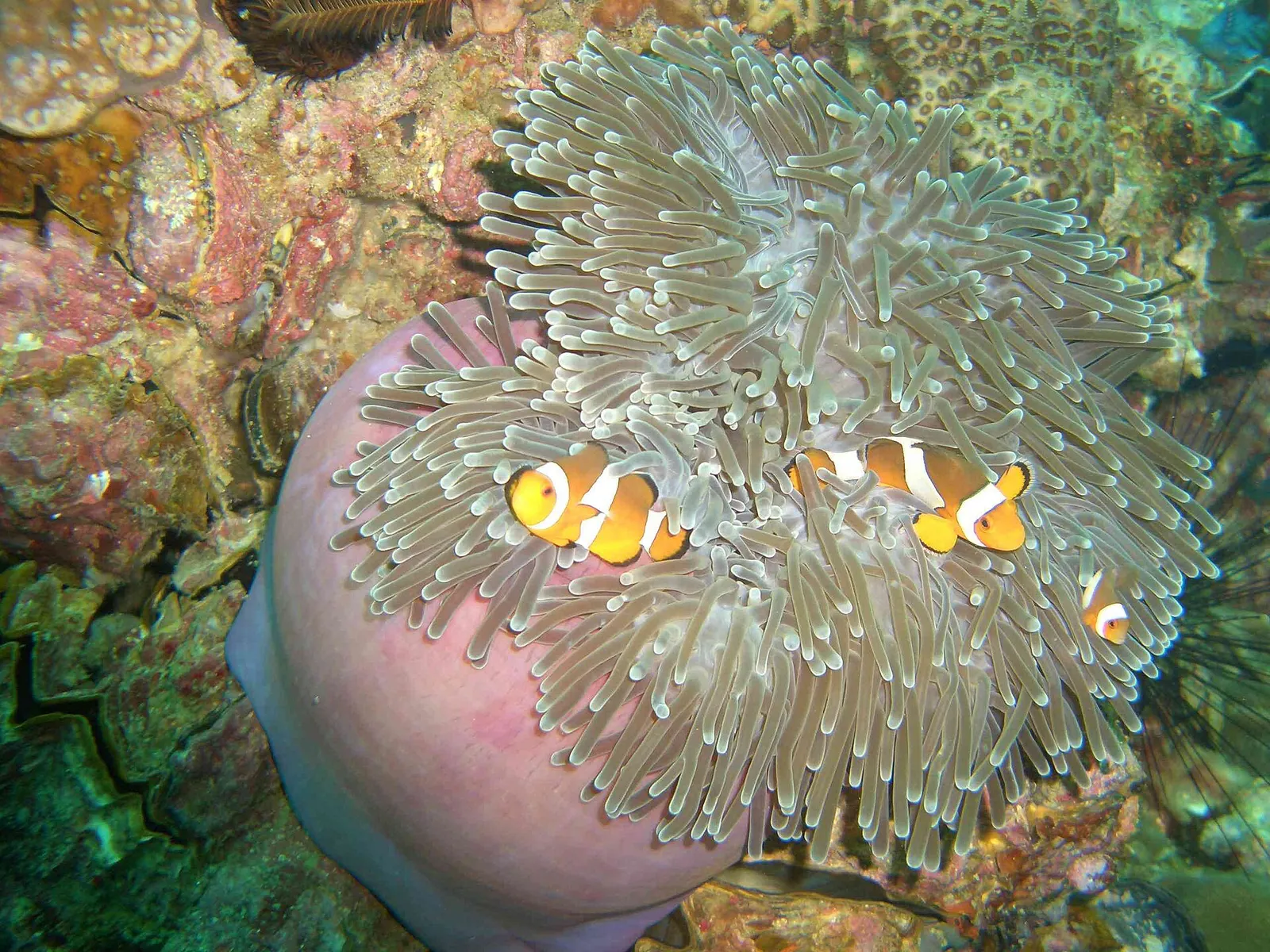 Clownfish in an anemone on a reef off Koh Lipe
