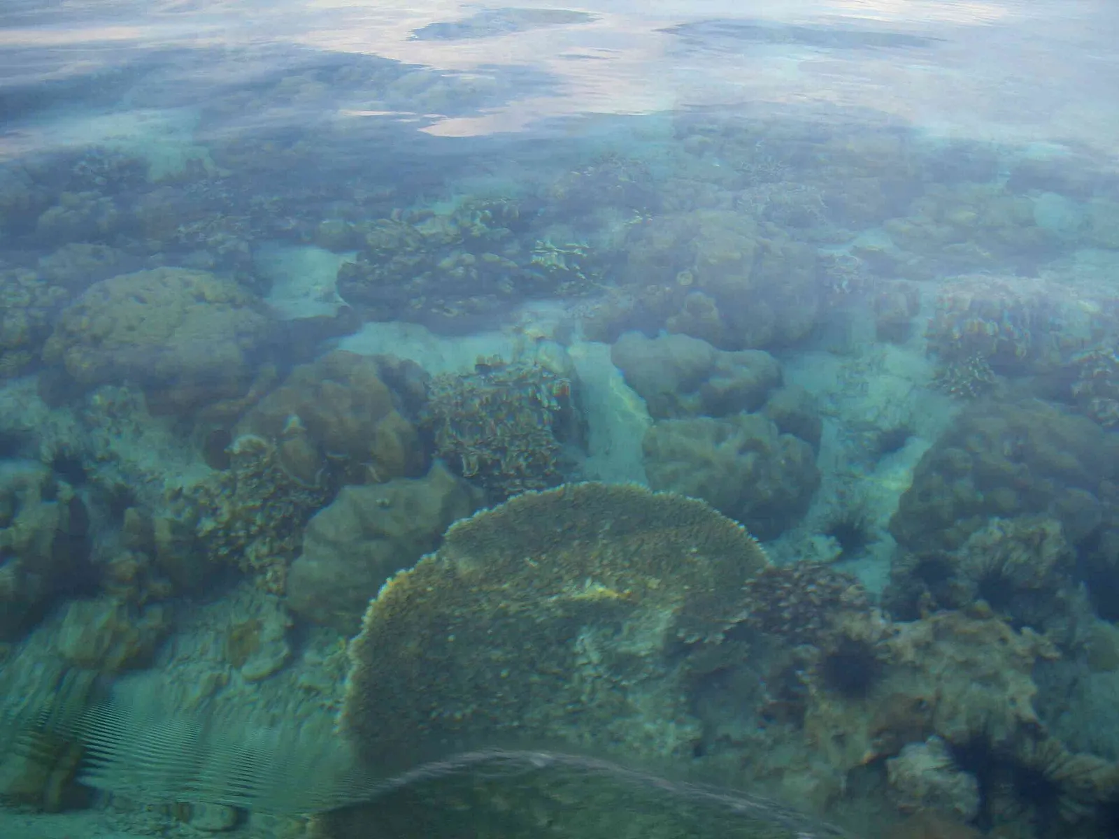 Coral seen from a boat, Ko Lipe.
